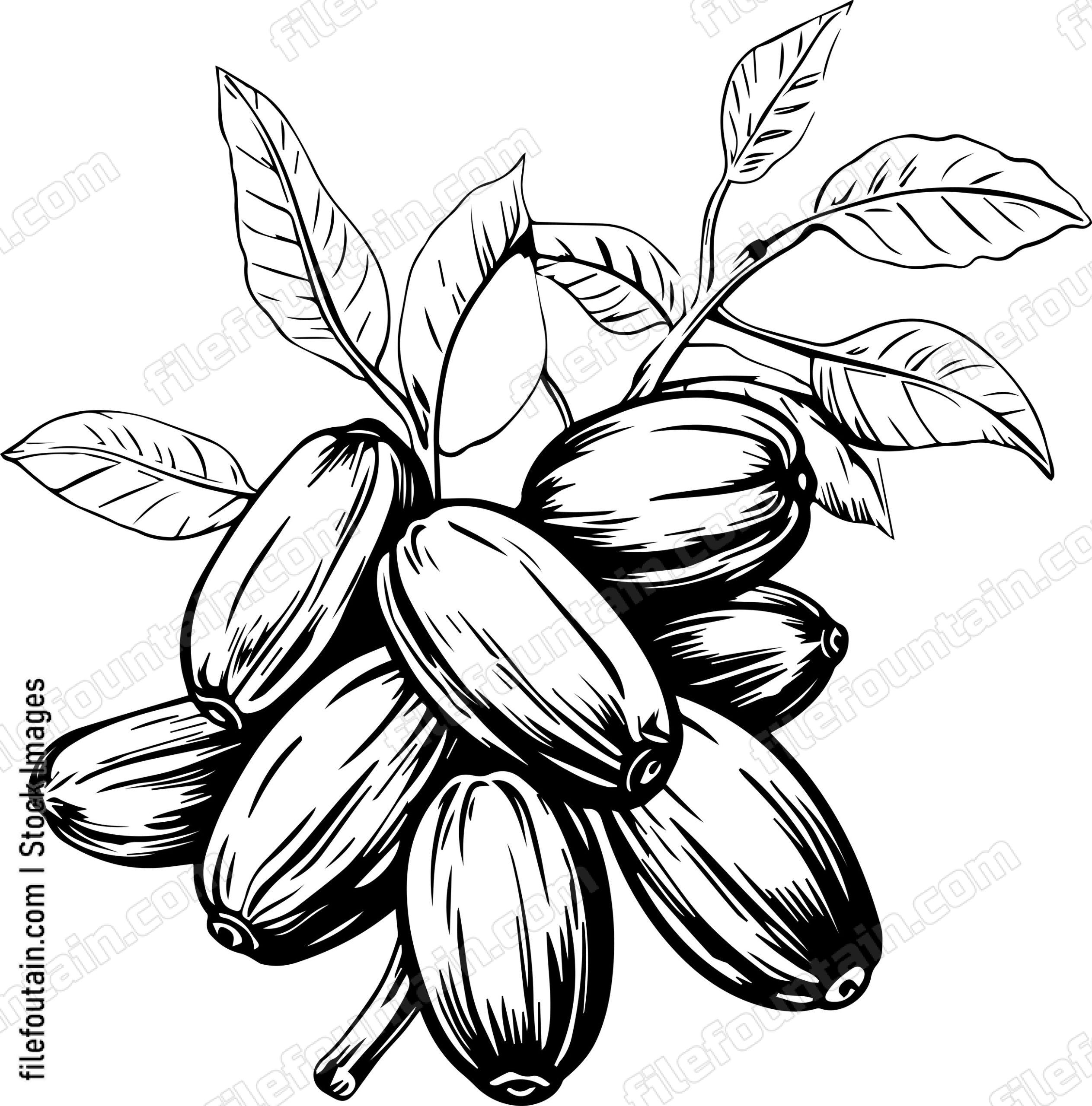 Cocoa Beans
