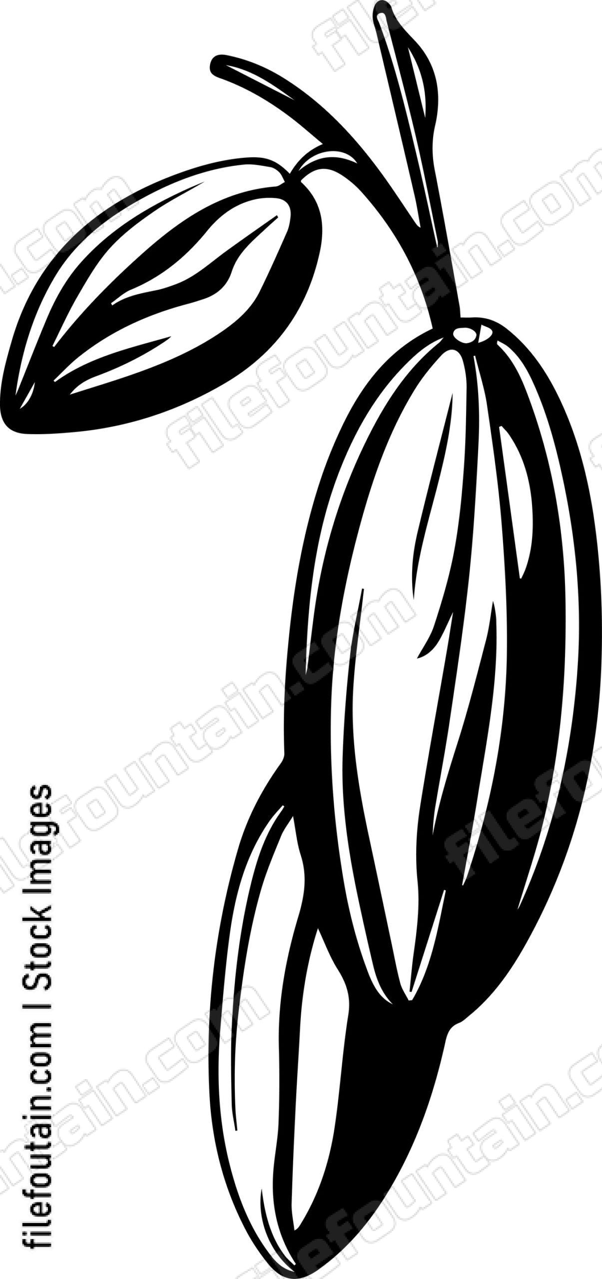 Cocoa Beans