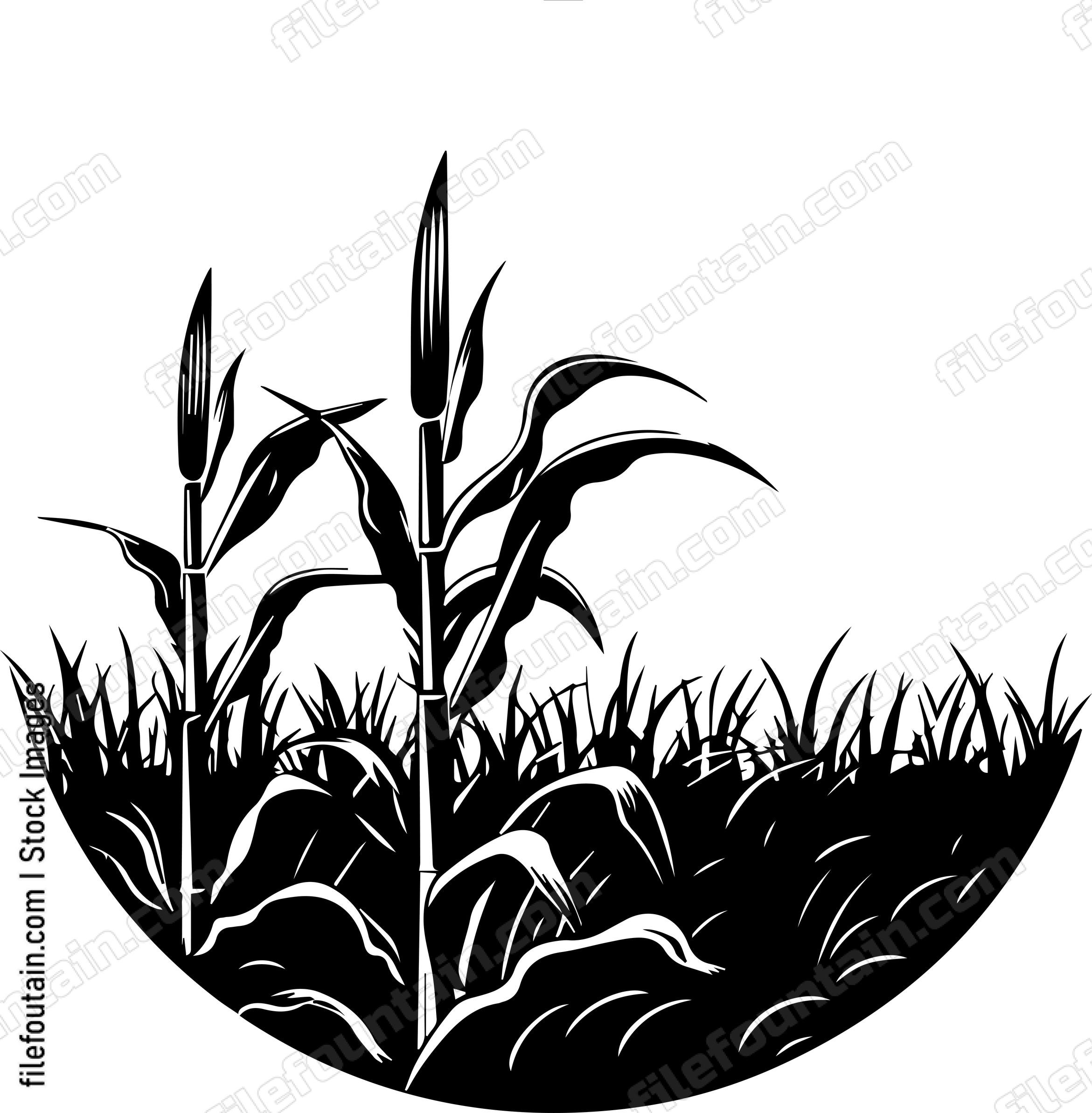 Corn Field