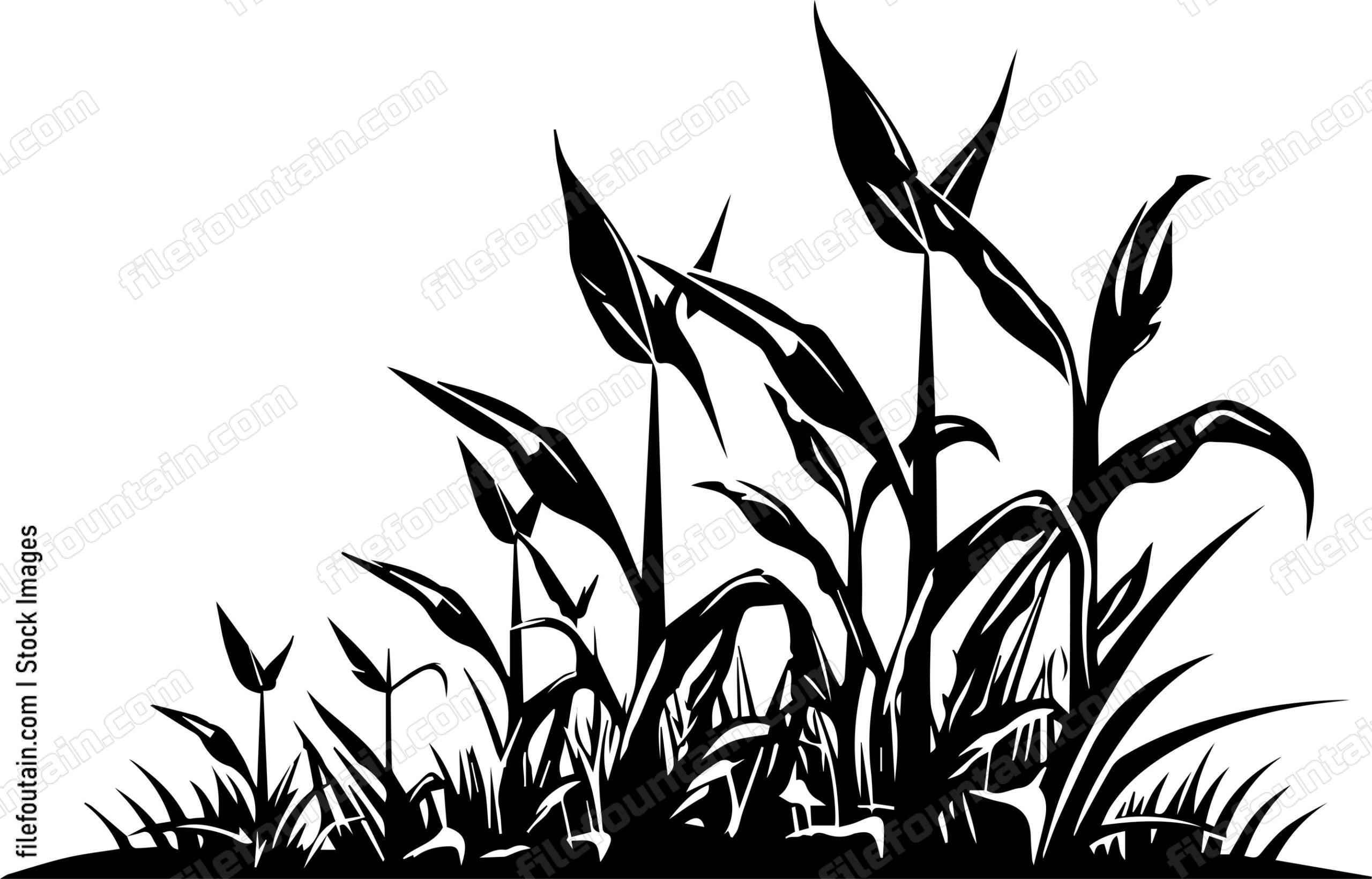 Corn Field