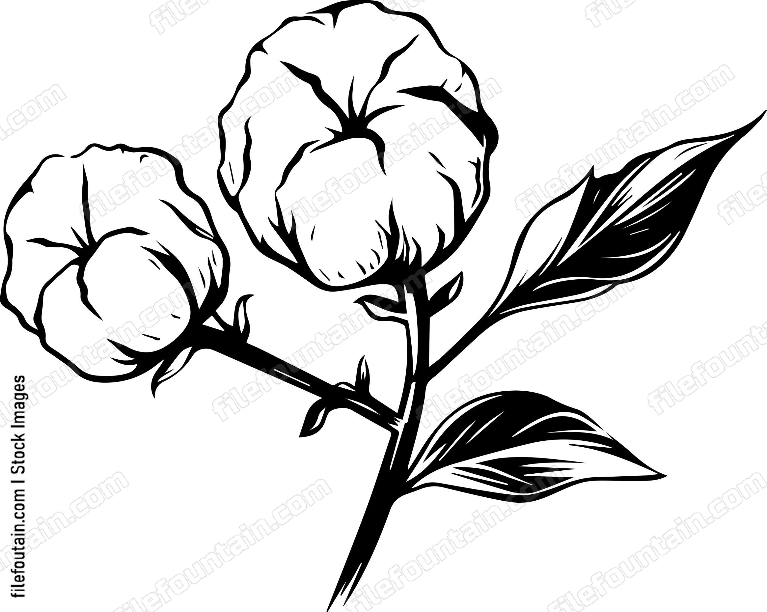 Cotton