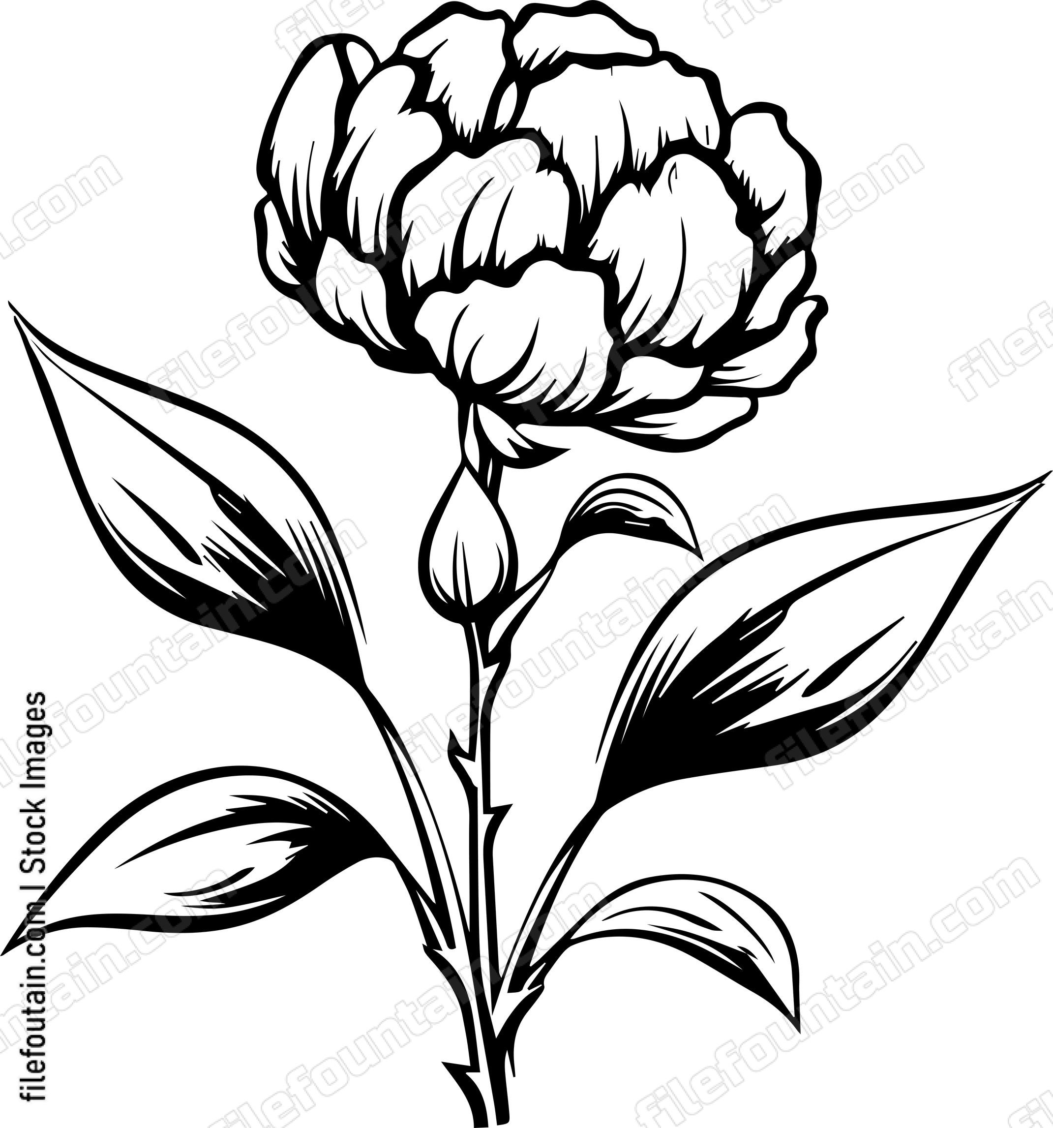 Cotton