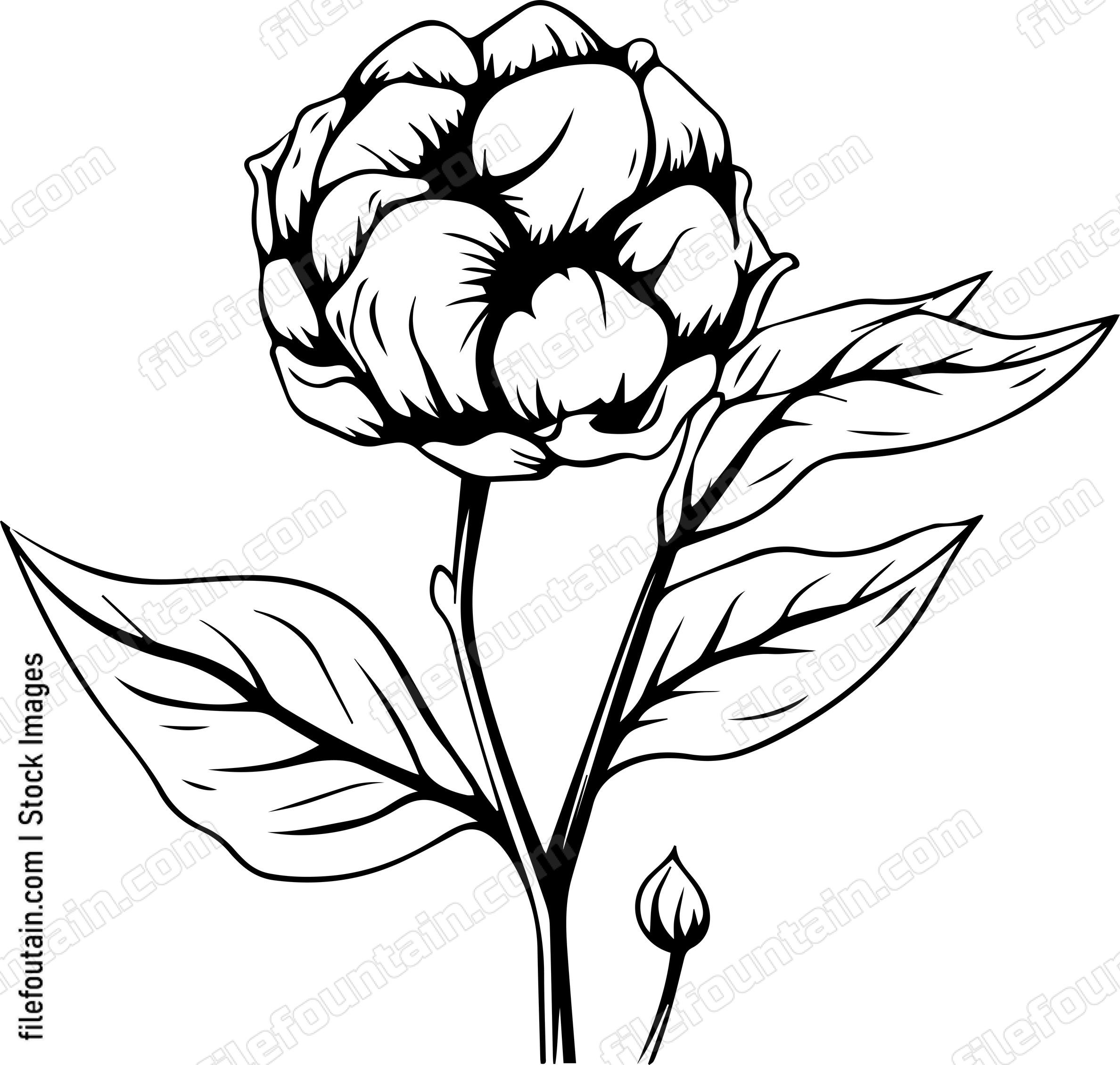 Cotton