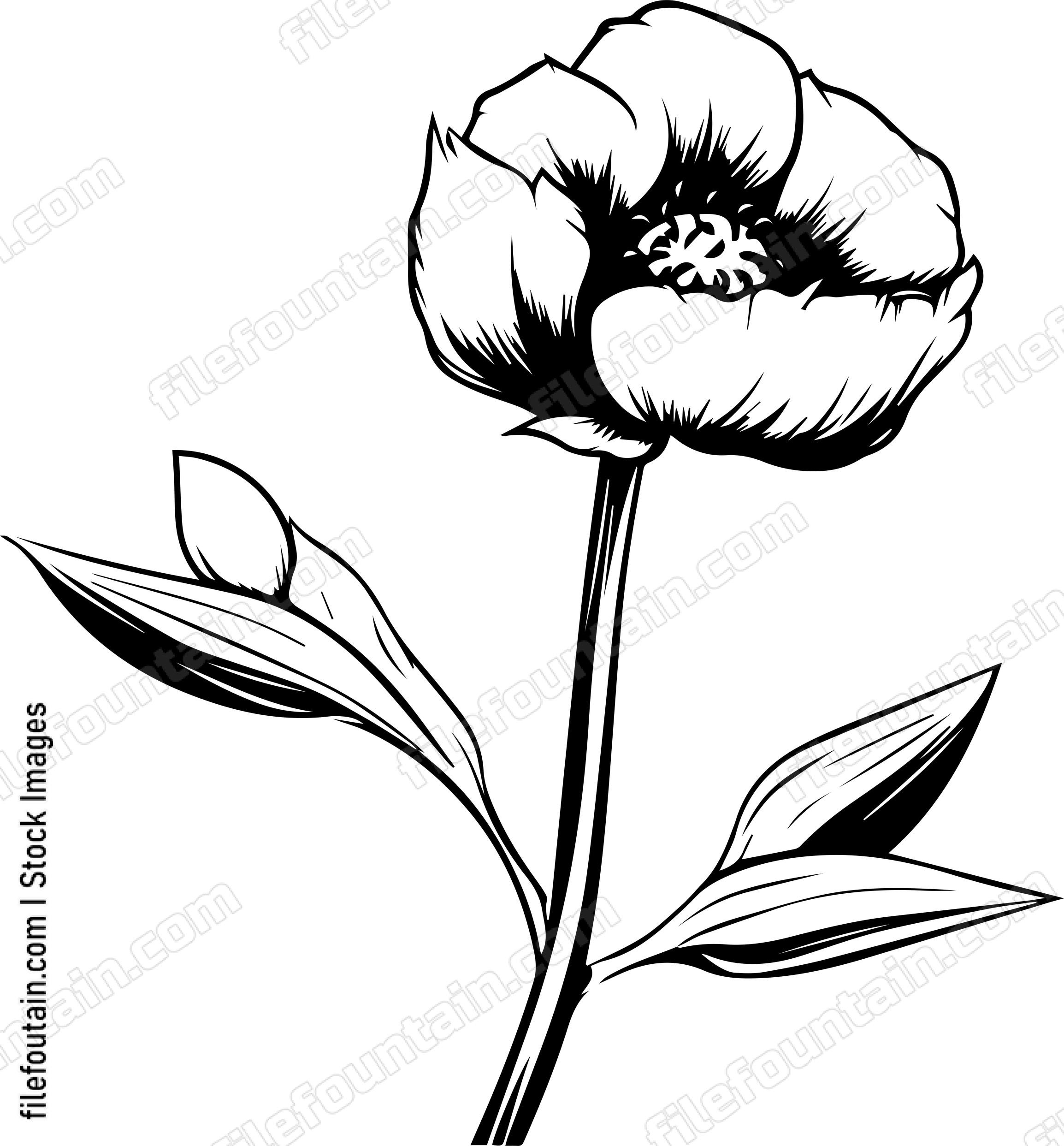 Cotton