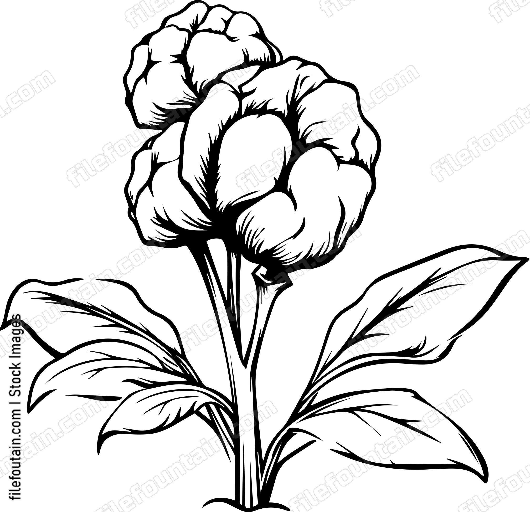 Cotton