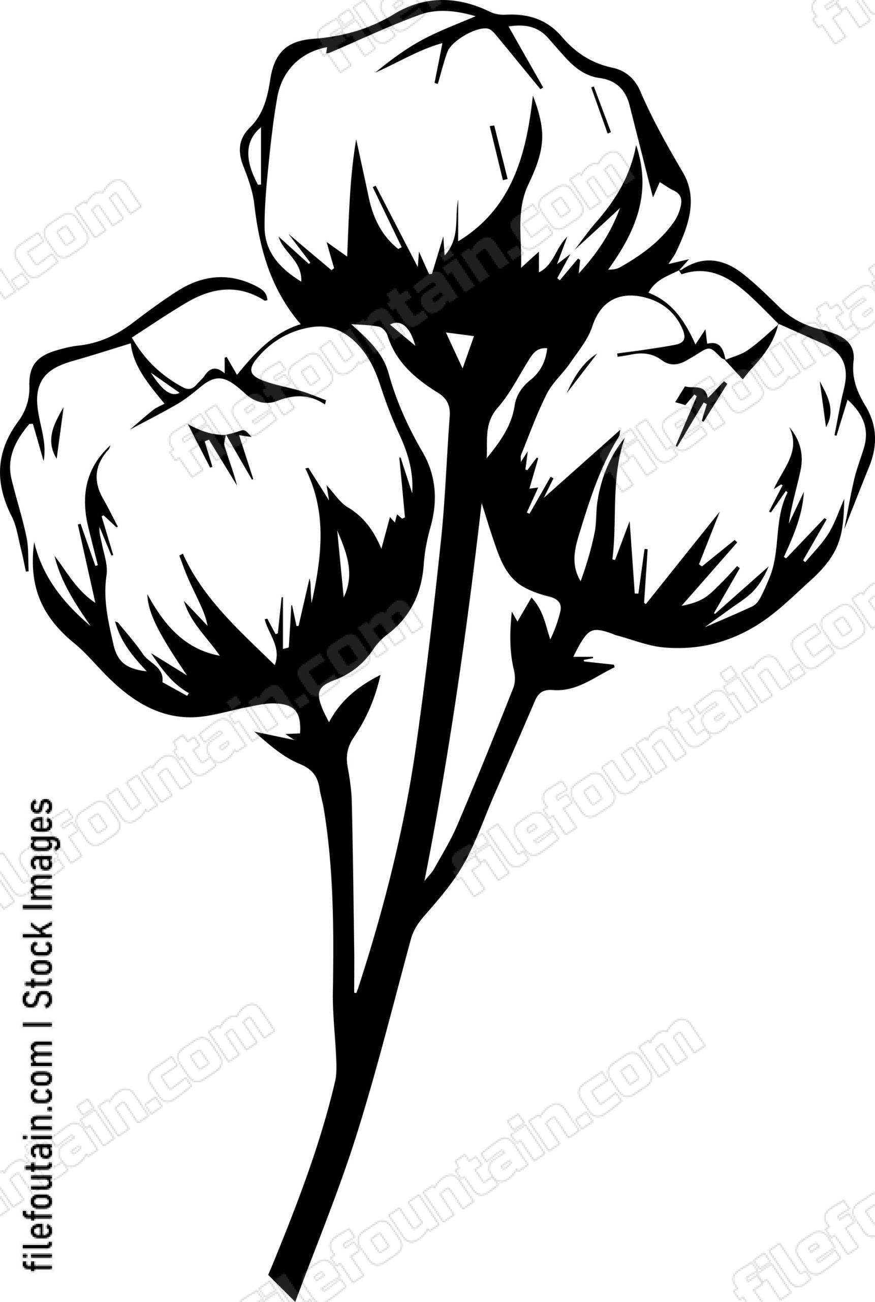 Cotton