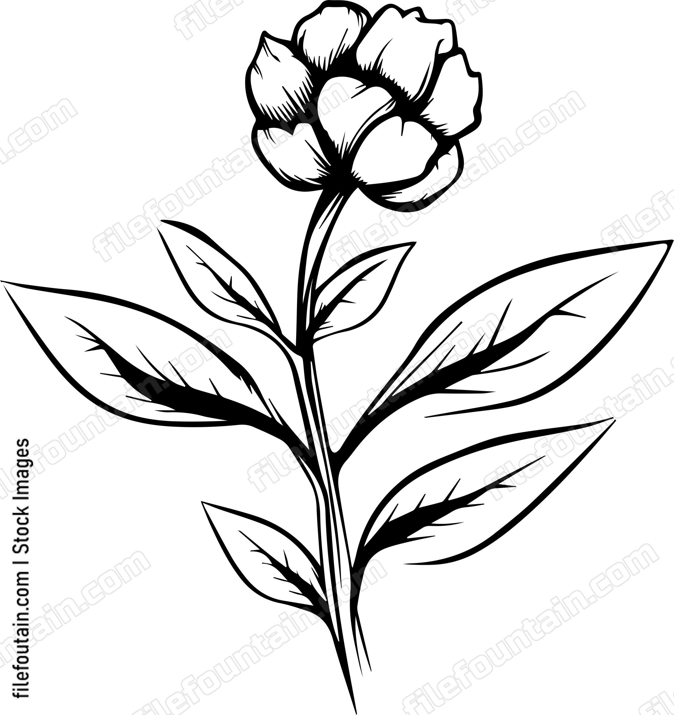 Cotton