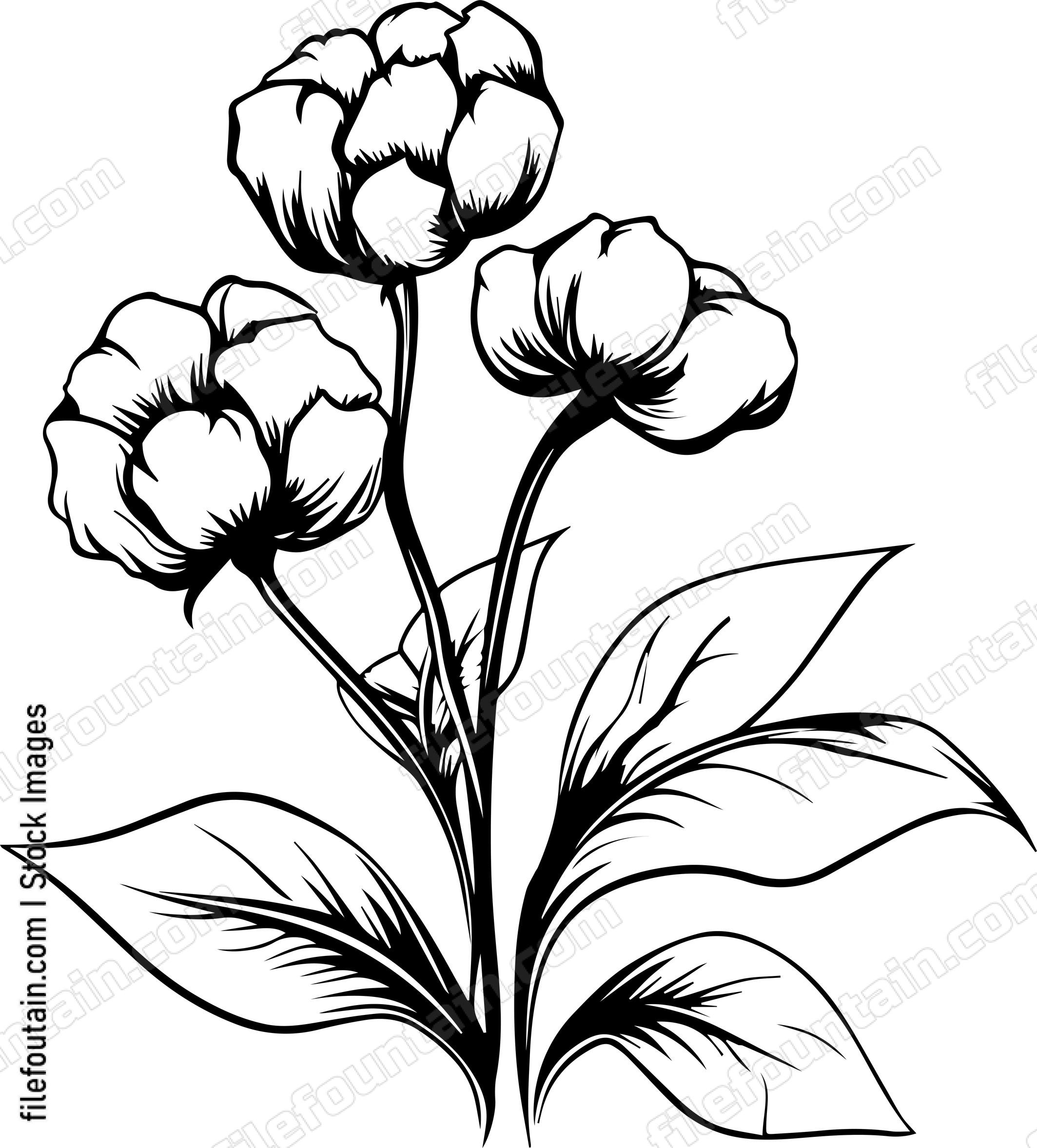 Cotton