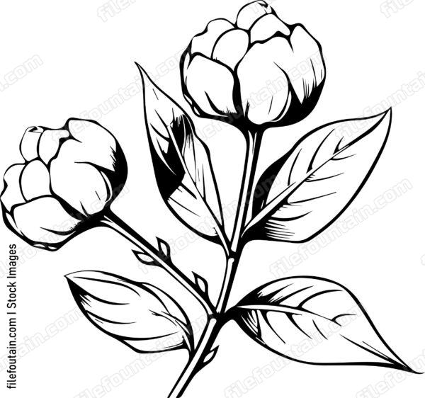 Cotton