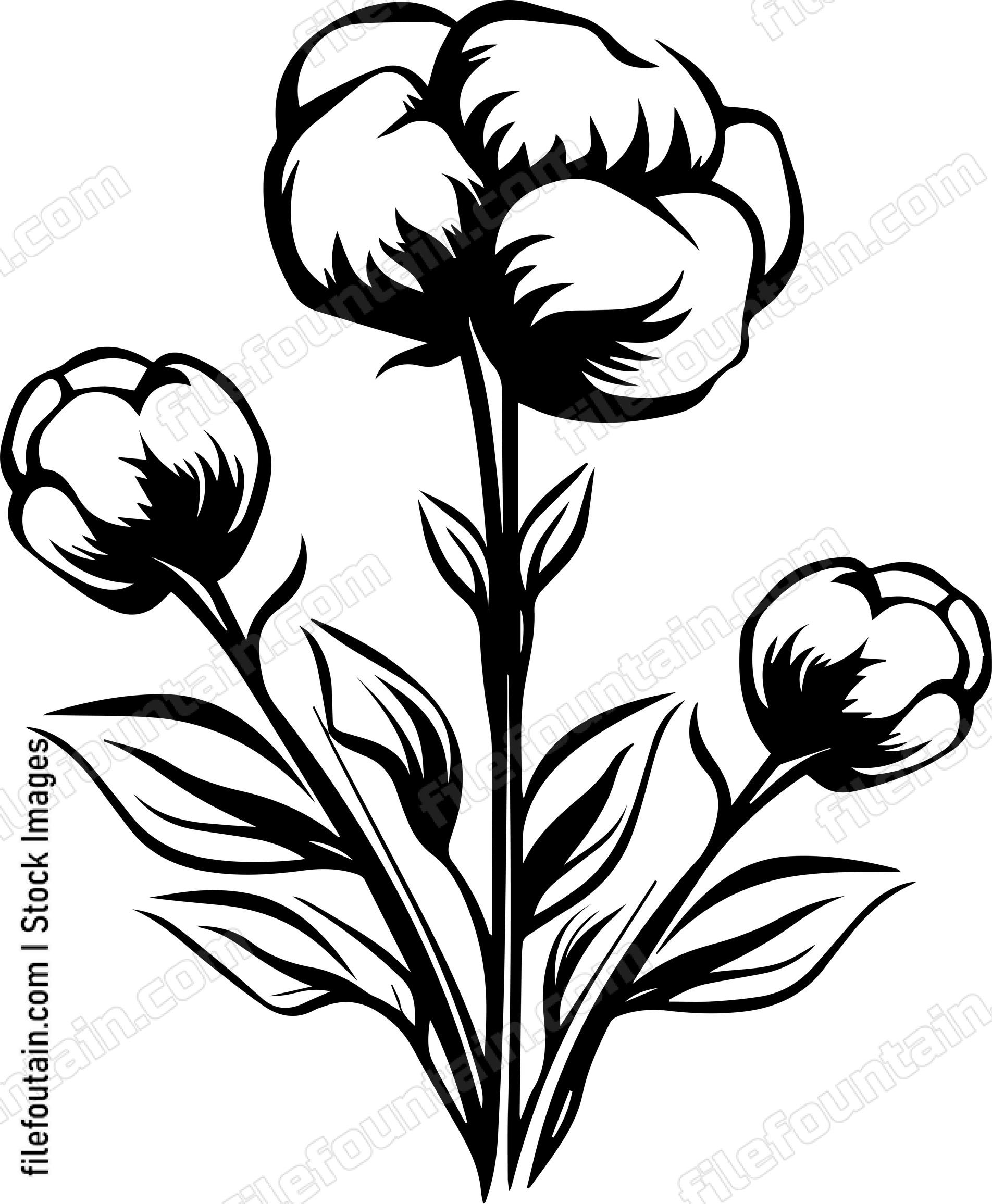 Cotton