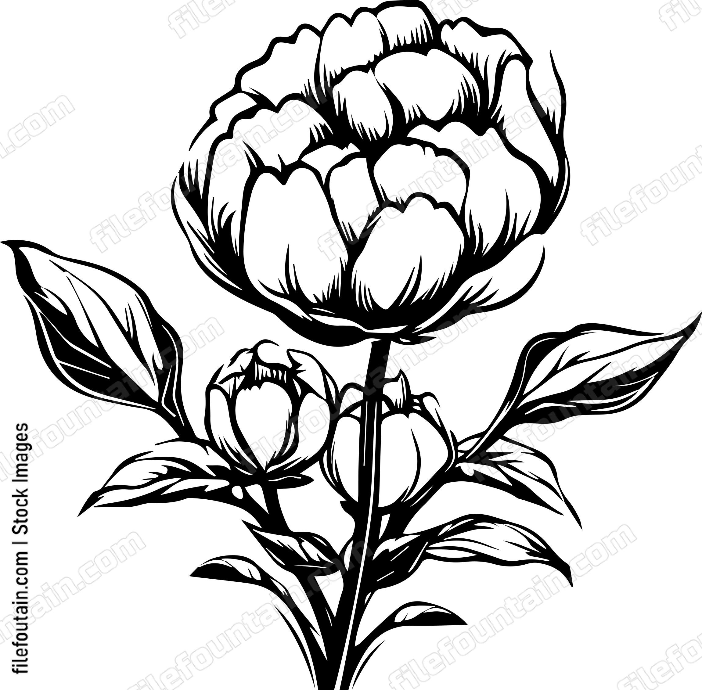 Cotton
