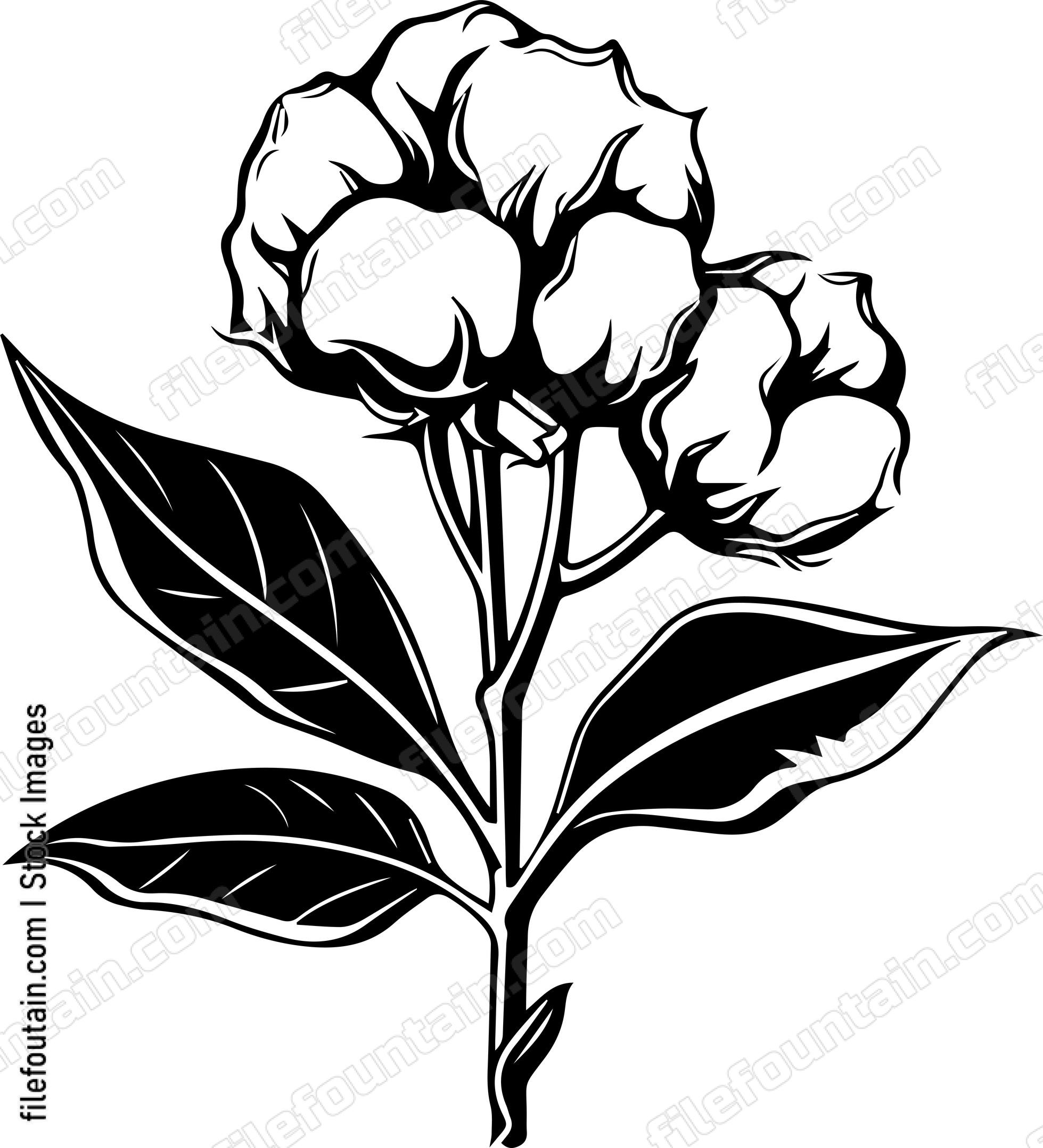 Cotton