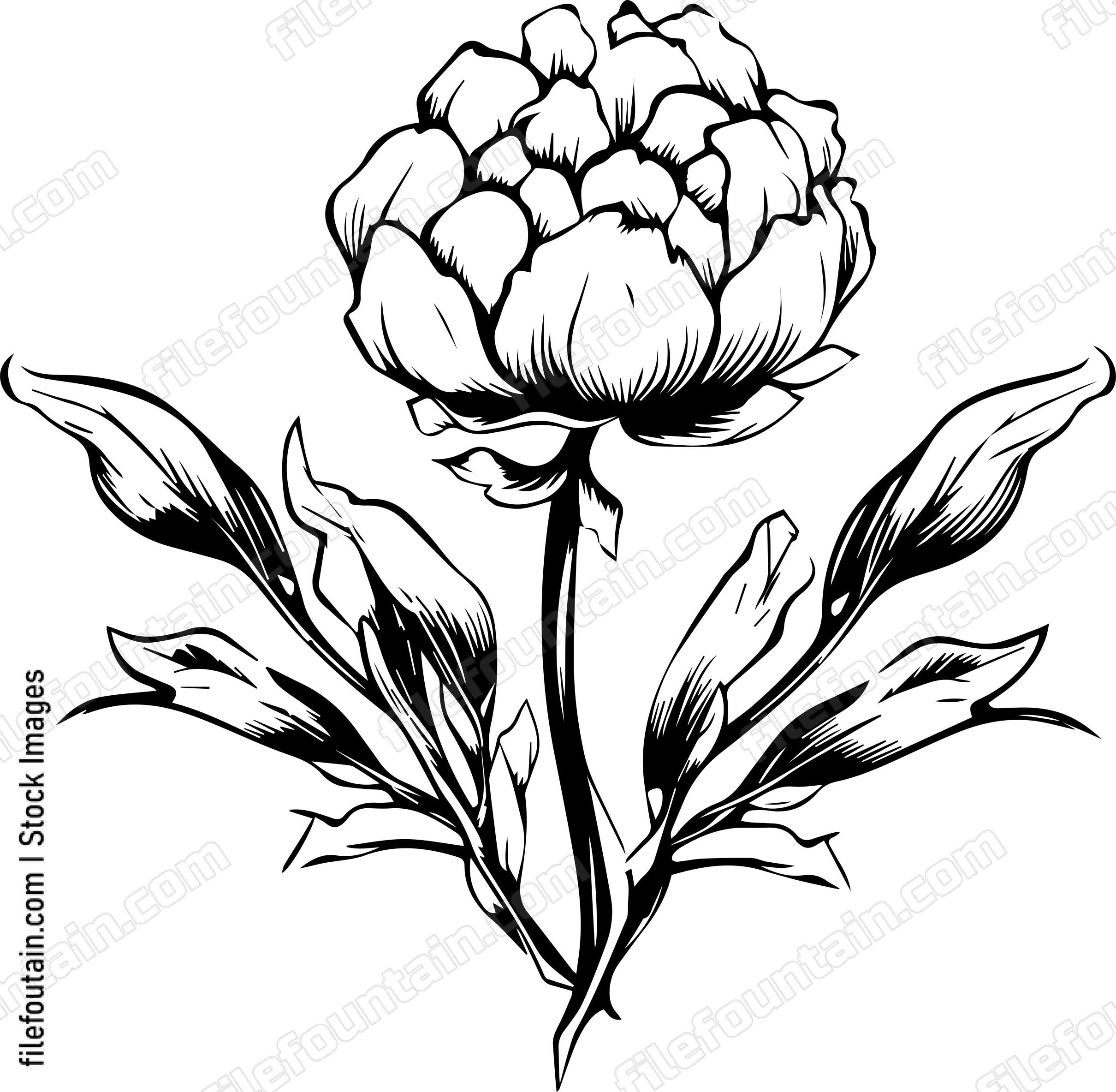 Cotton