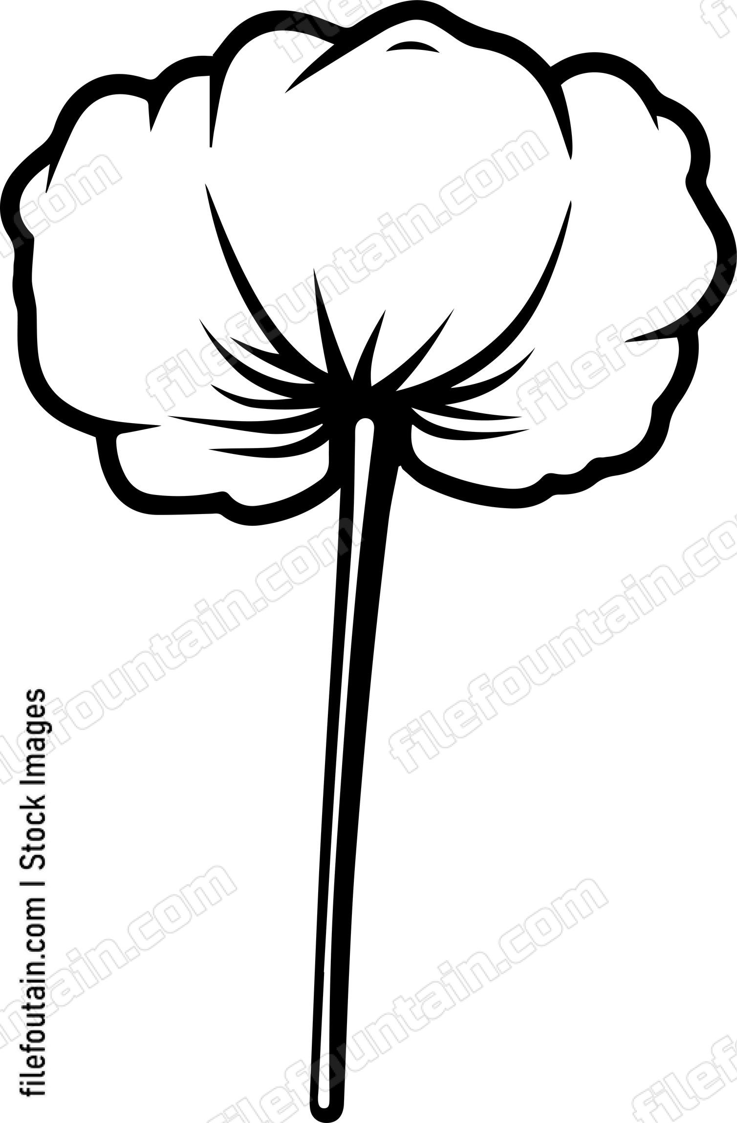 Cotton