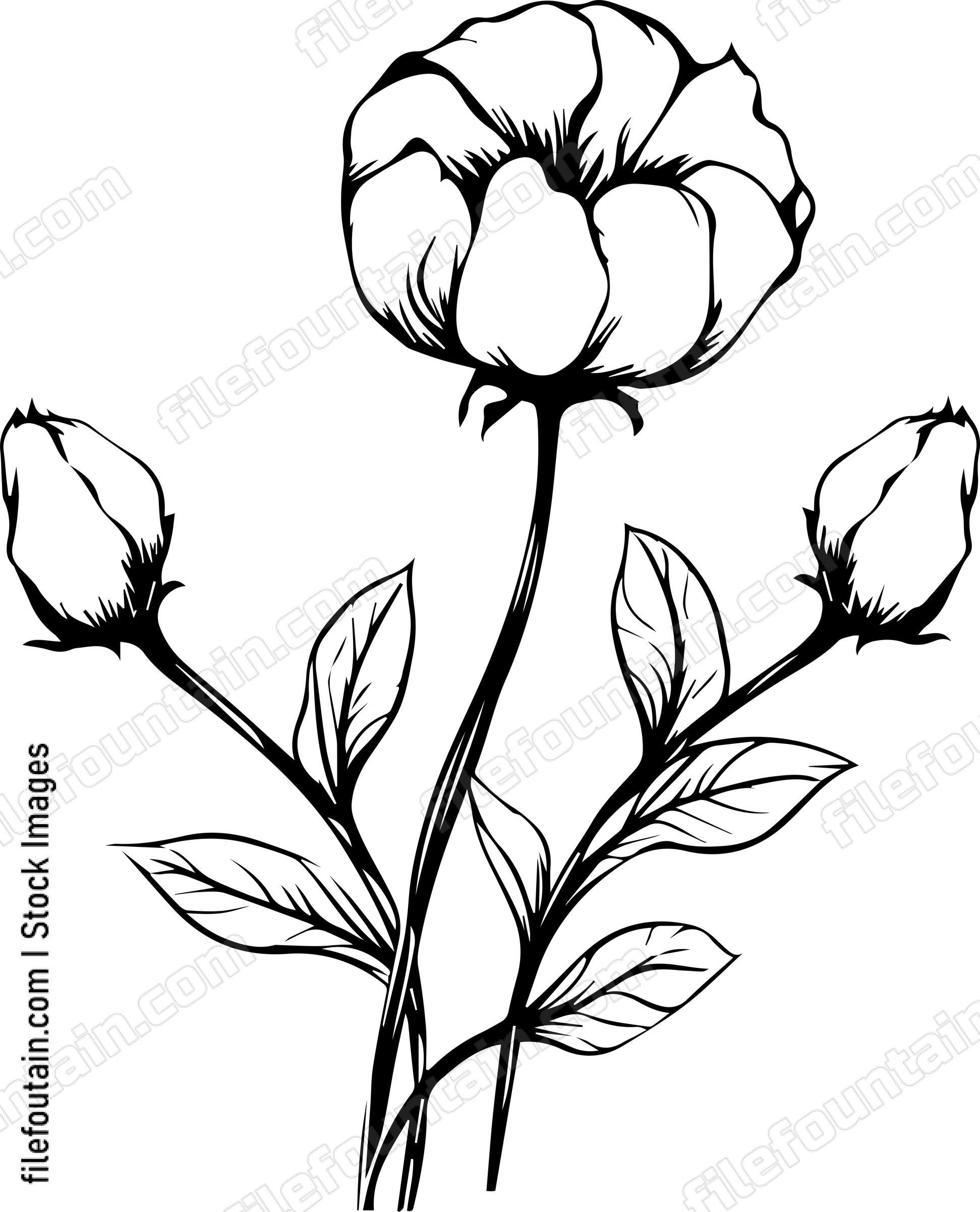 Cotton