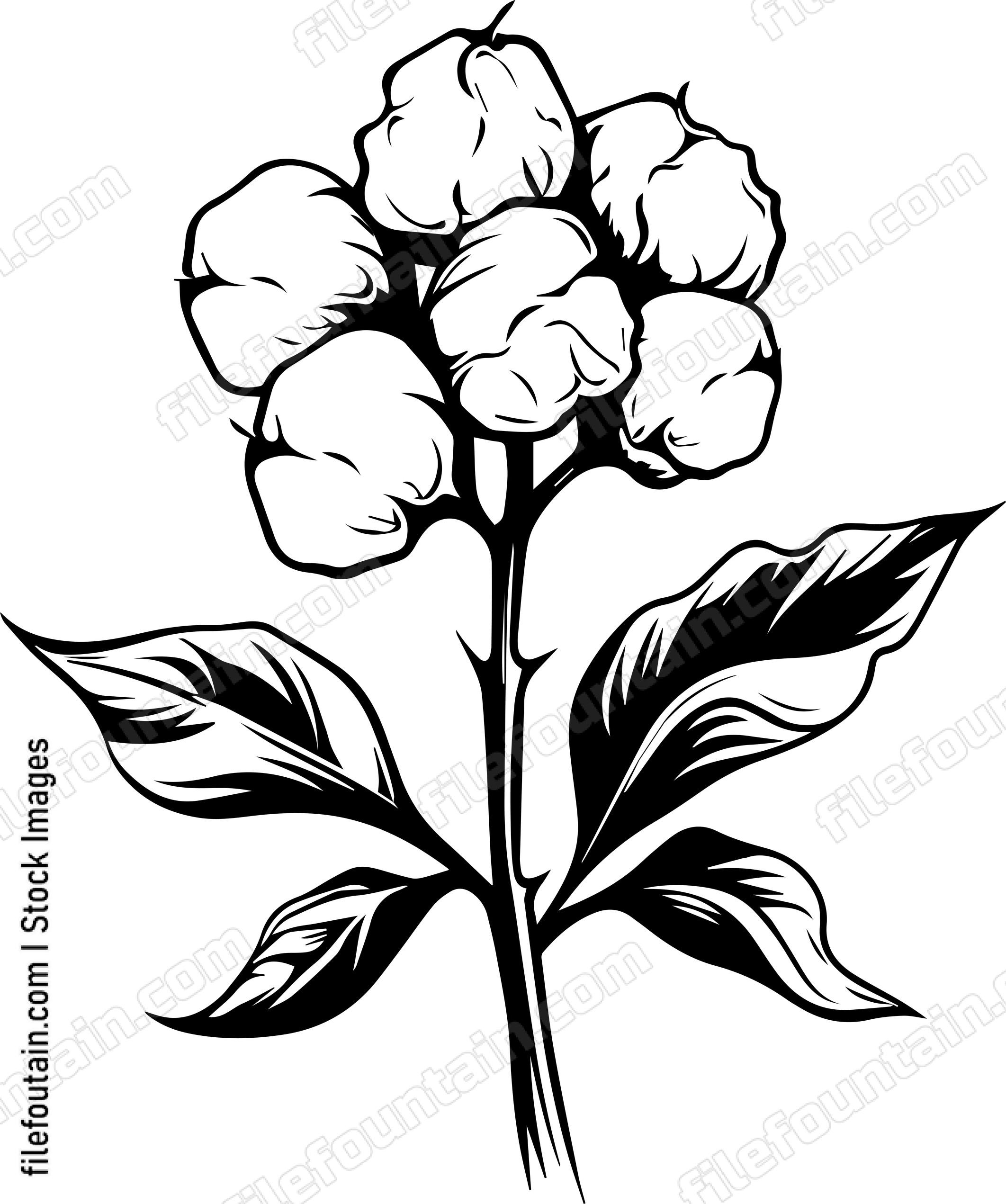 Cotton