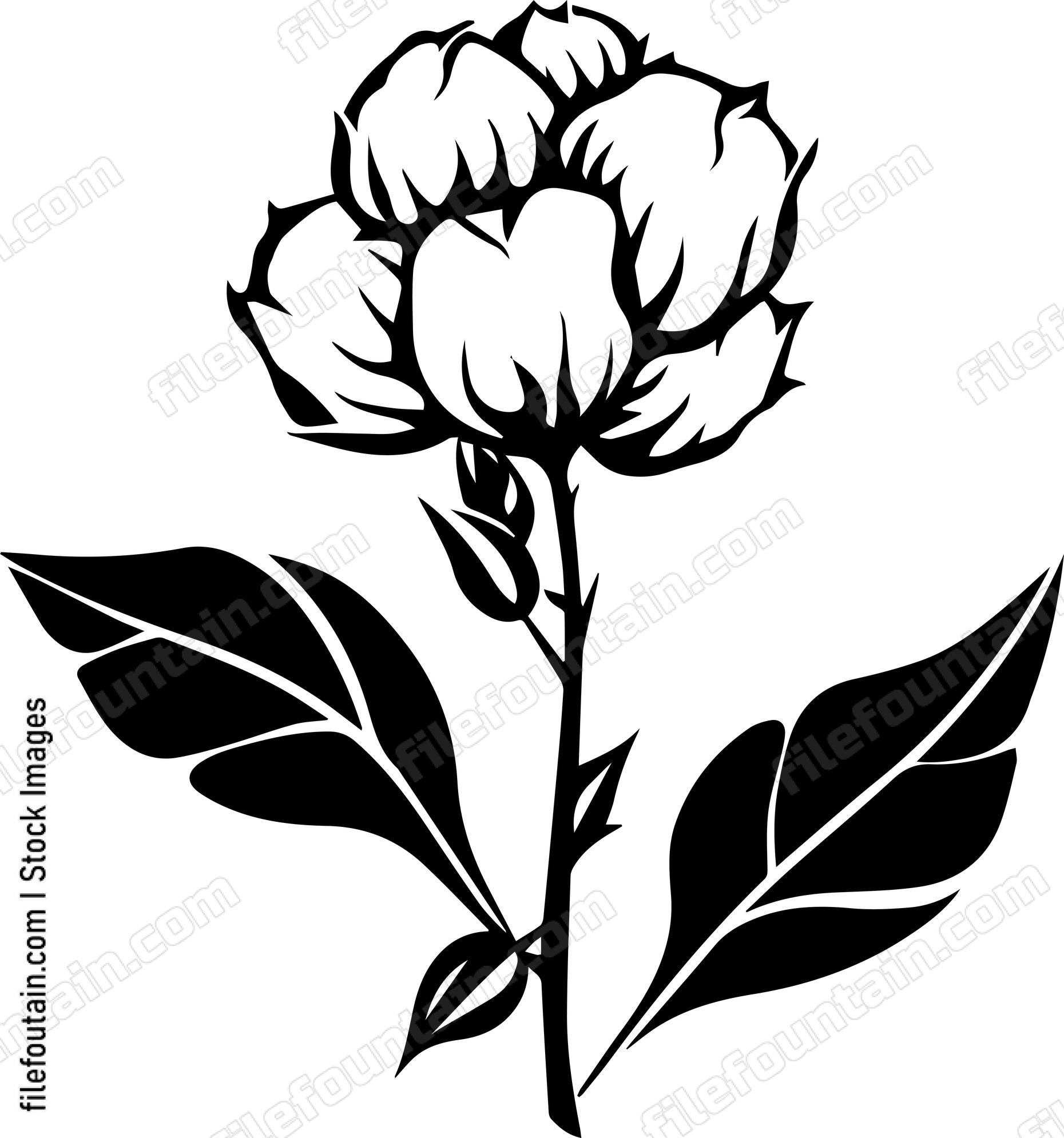 Cotton