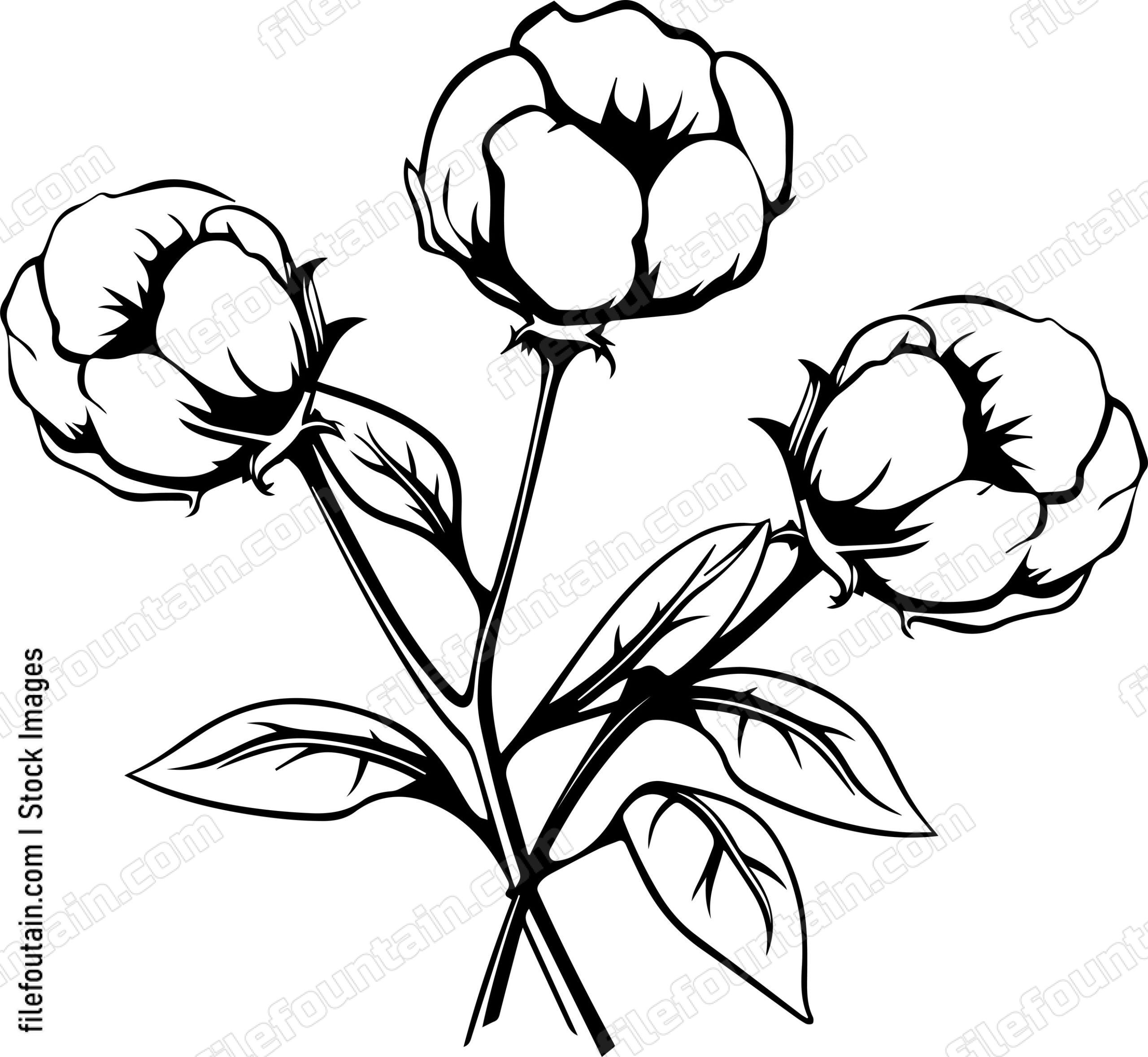 Cotton