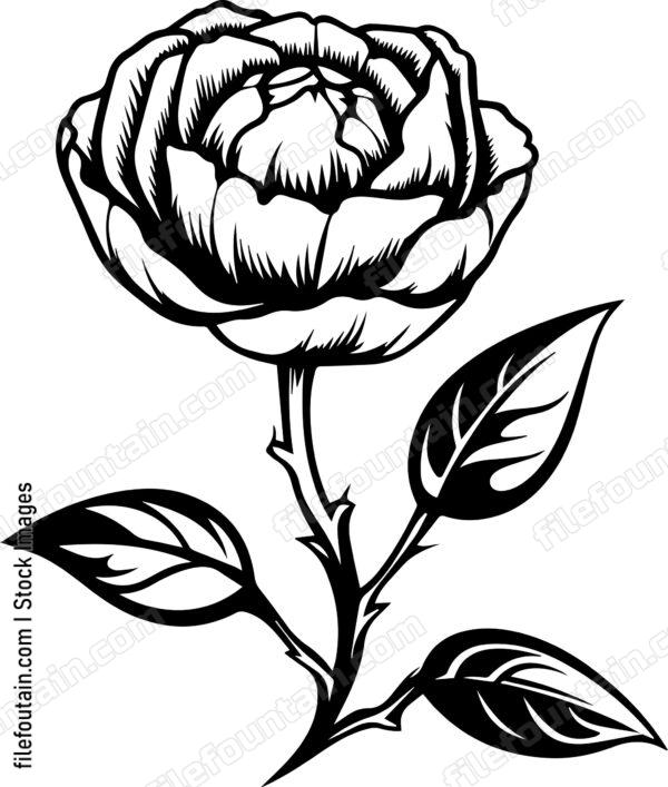 Cotton Flower