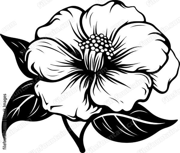 Cotton Flower
