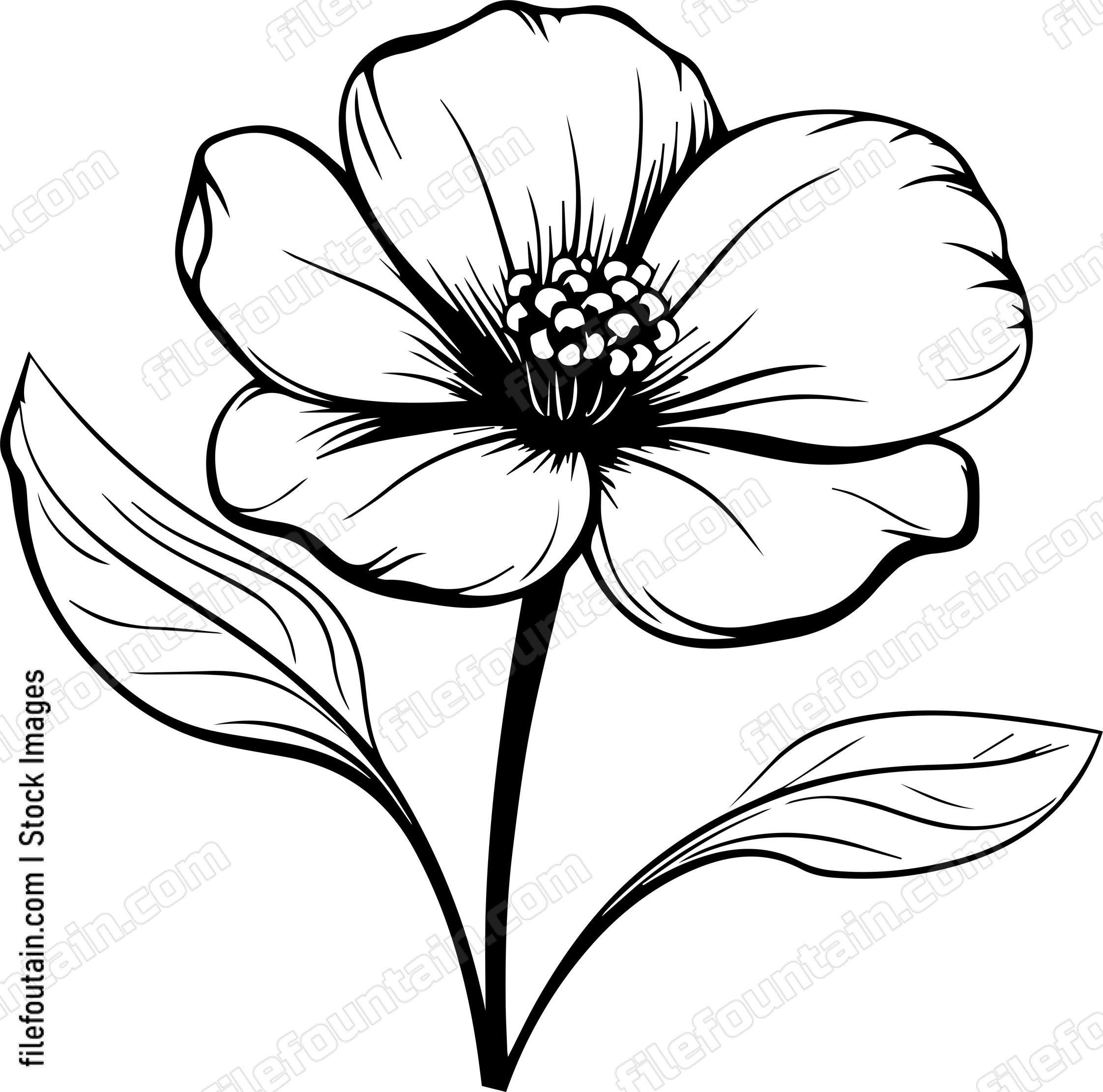 Cotton Flower