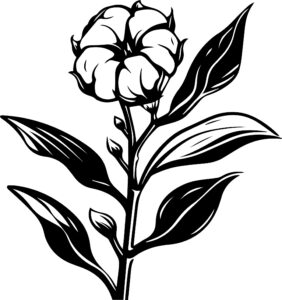 Cotton Plant