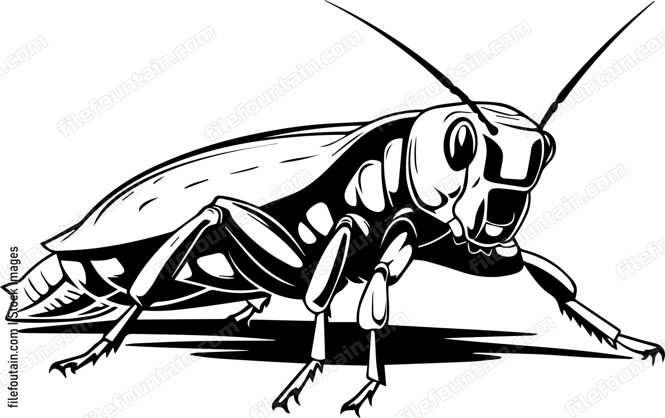 Cricket