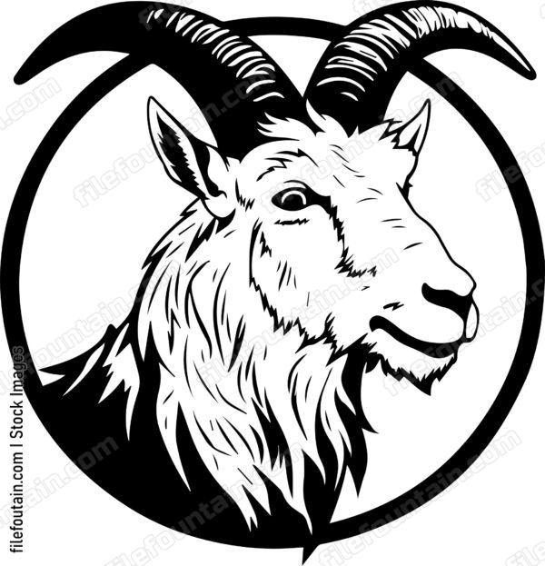 Mountain Goat Smoking A Cigar
