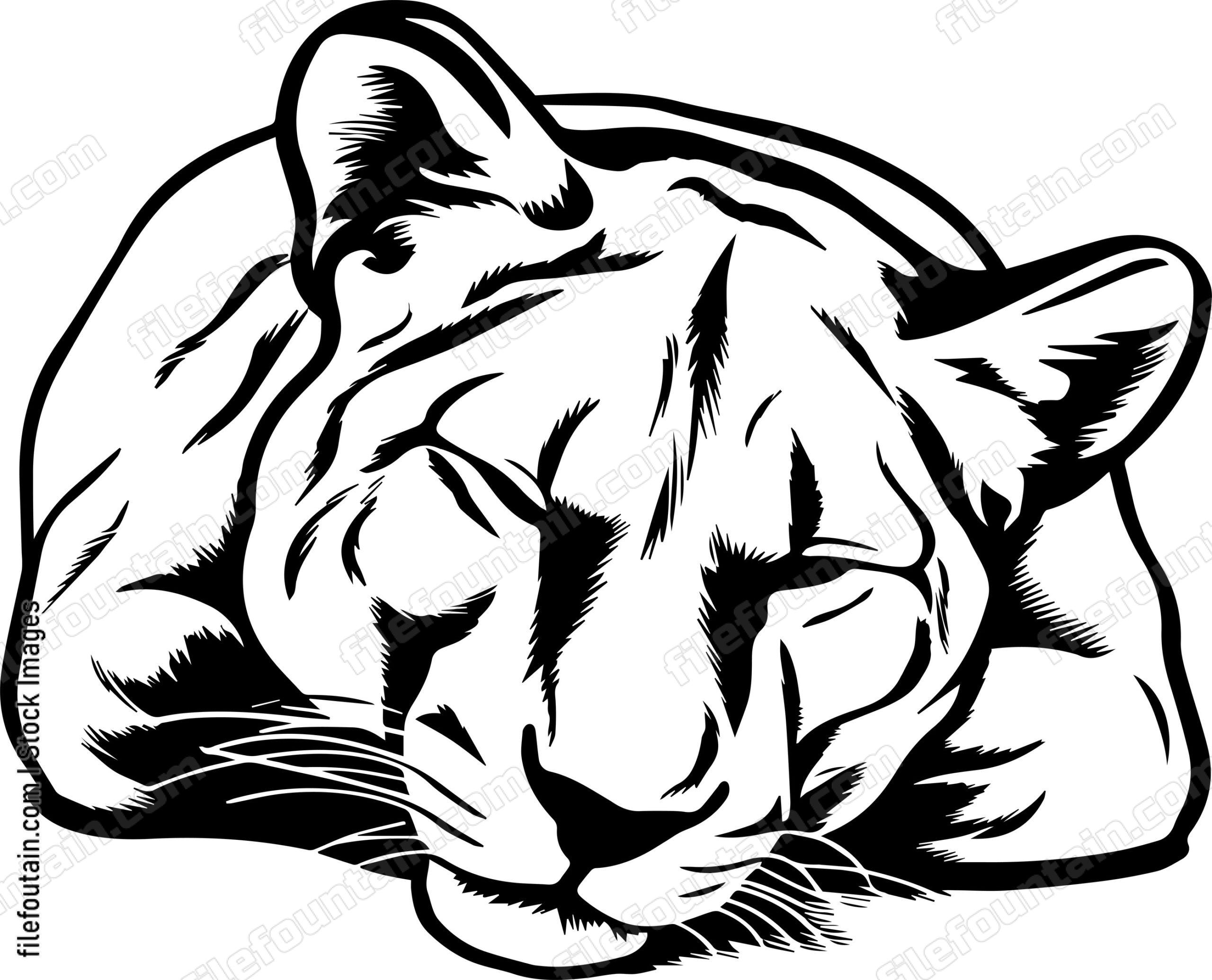 Mountain Lion Sleeping