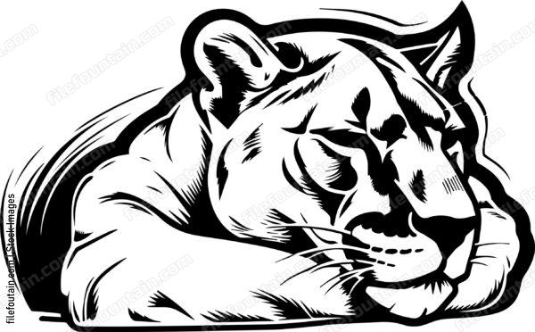 Mountain Lion Sleeping