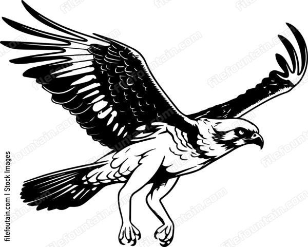 osprey