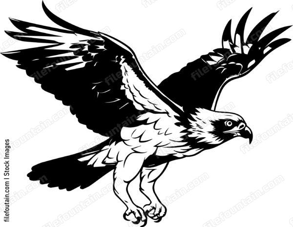 osprey