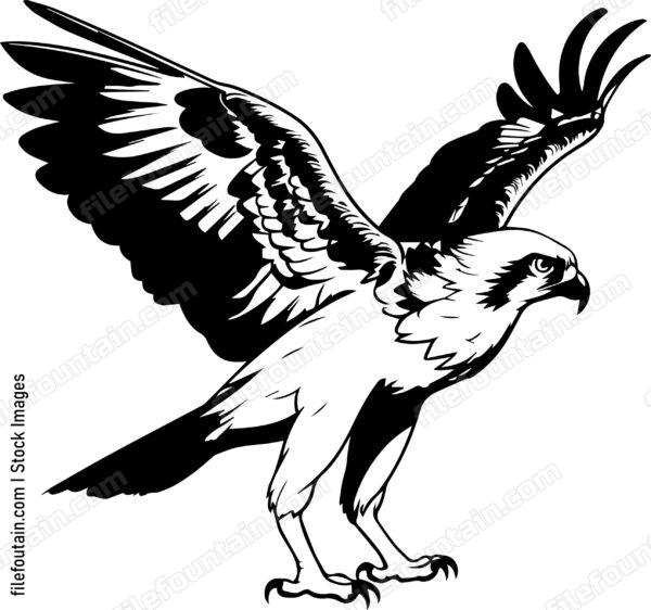 osprey
