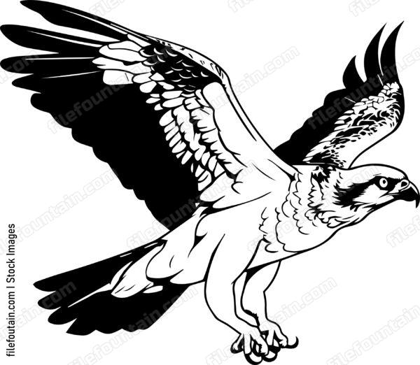 osprey