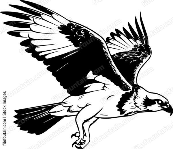 osprey