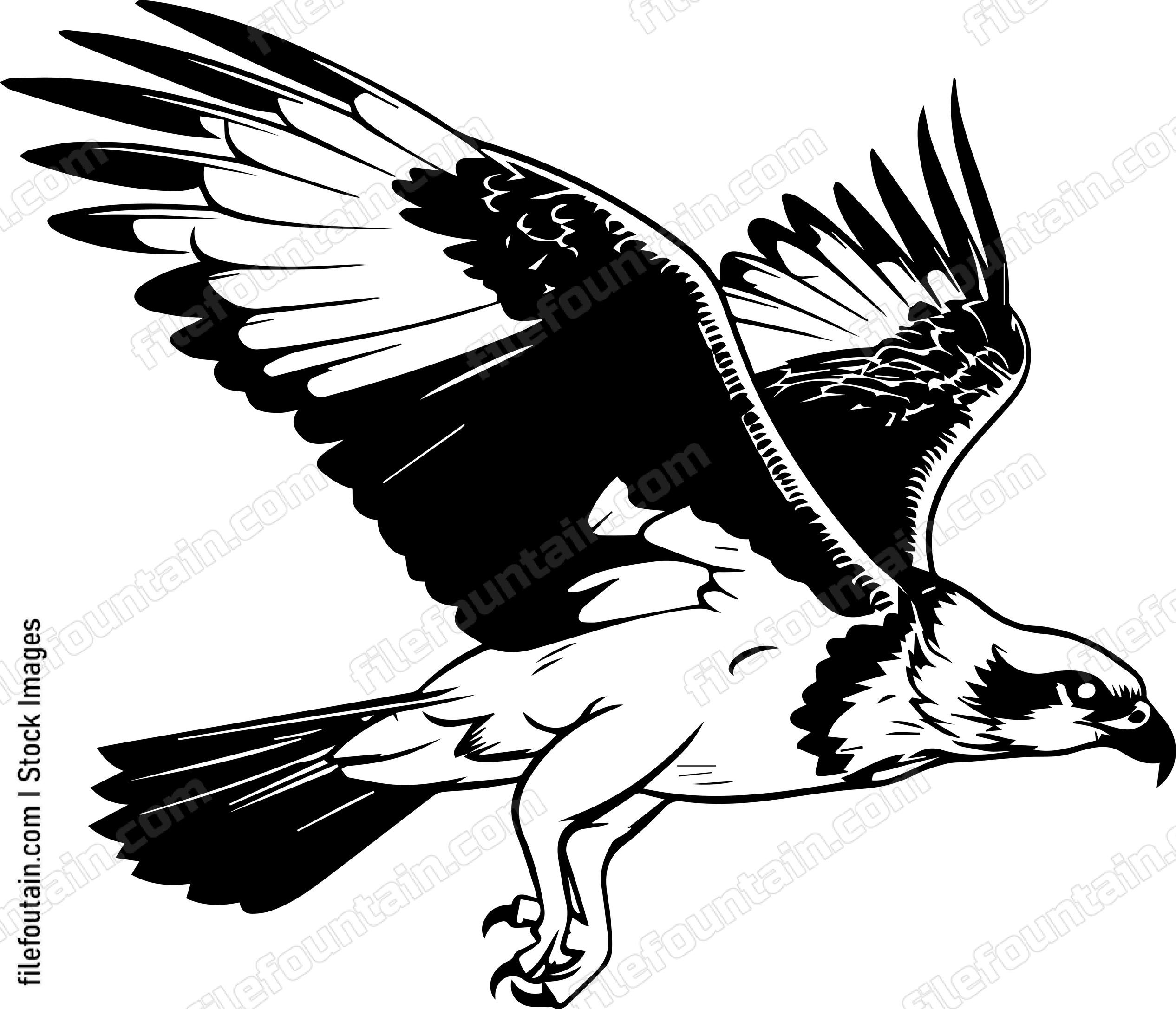 osprey