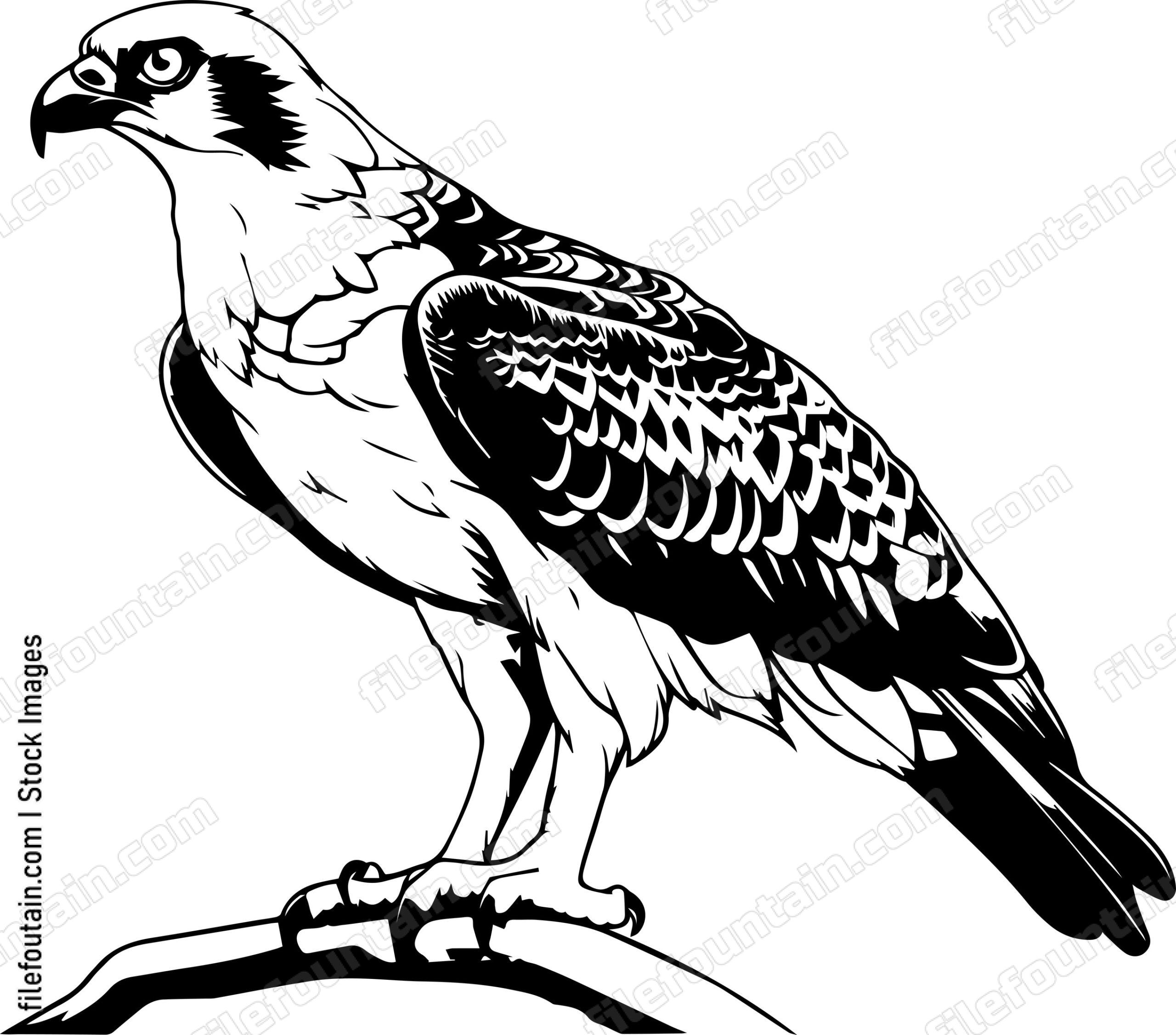 osprey