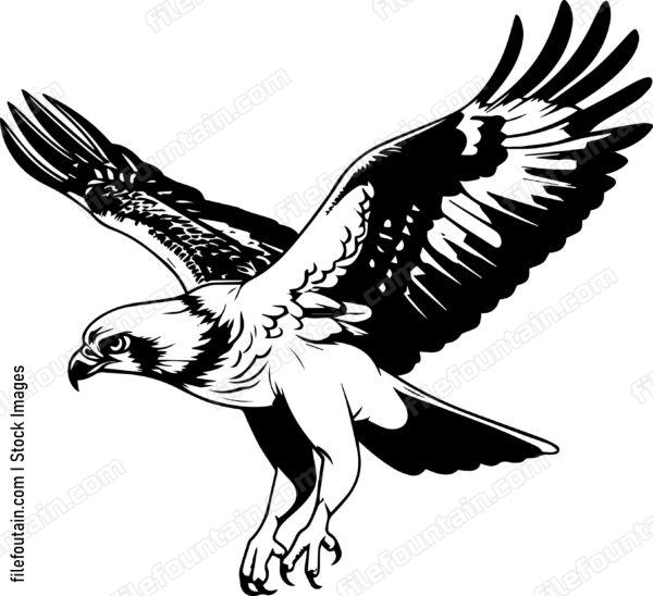 osprey