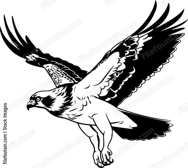 osprey