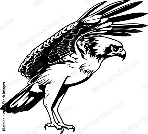 osprey