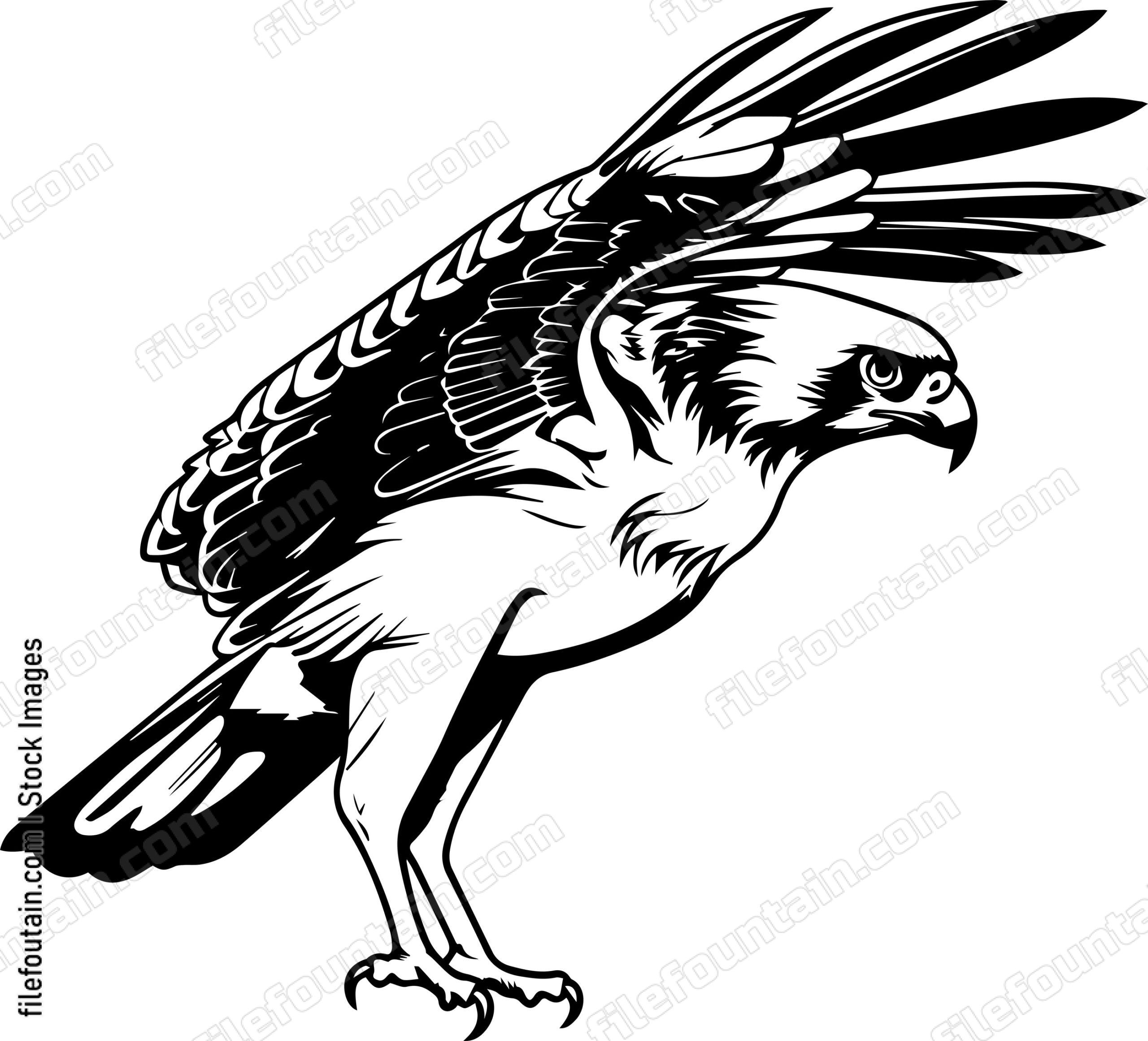 osprey