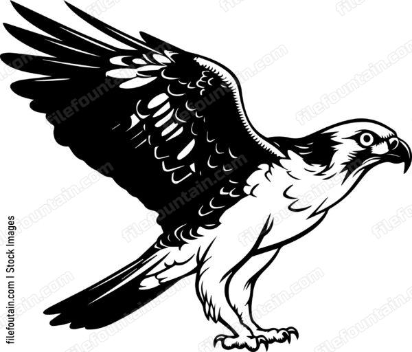 osprey