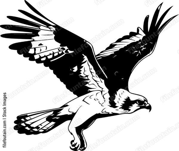 osprey
