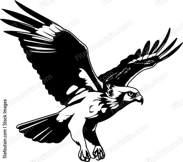 osprey