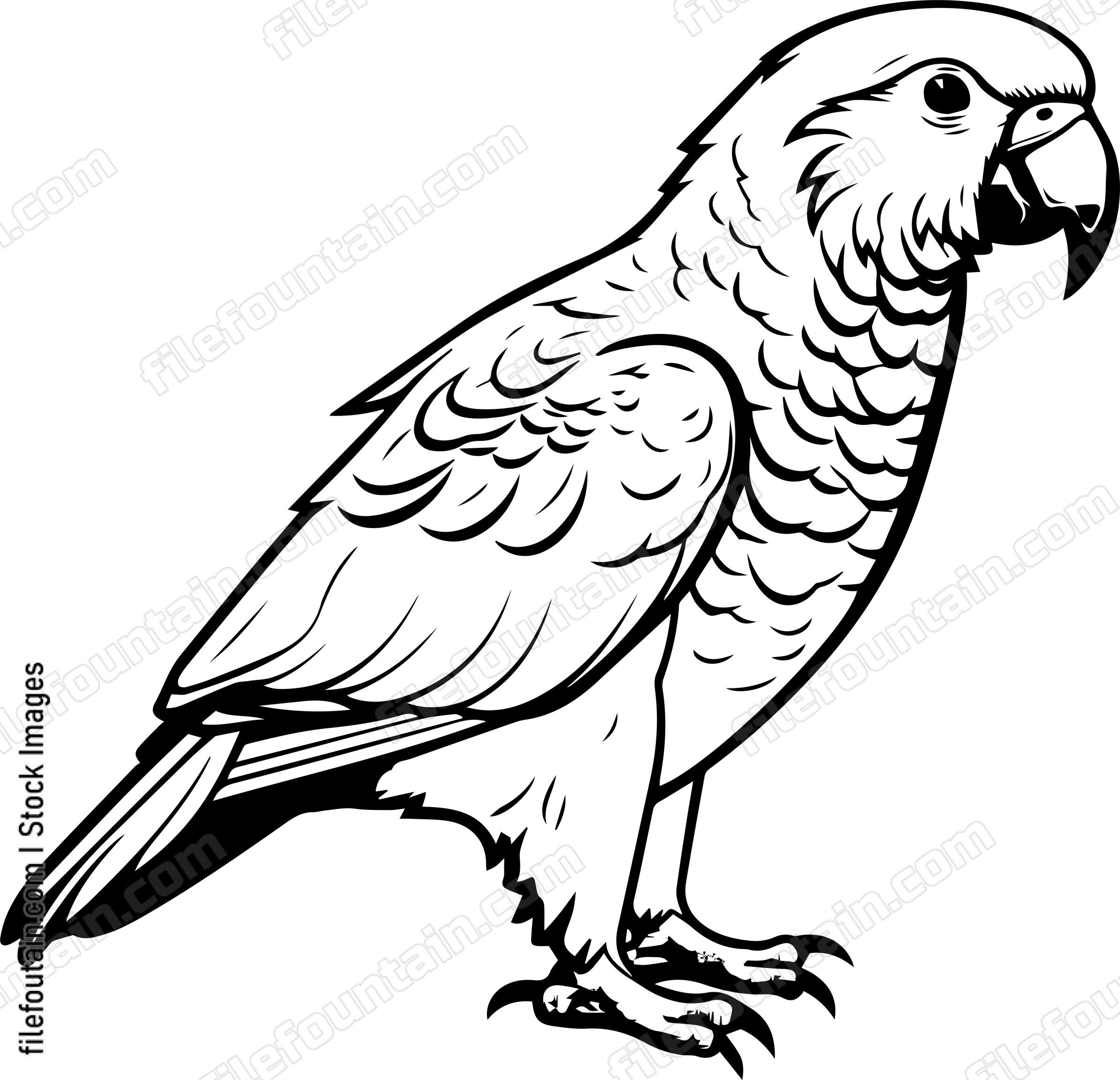 parrot