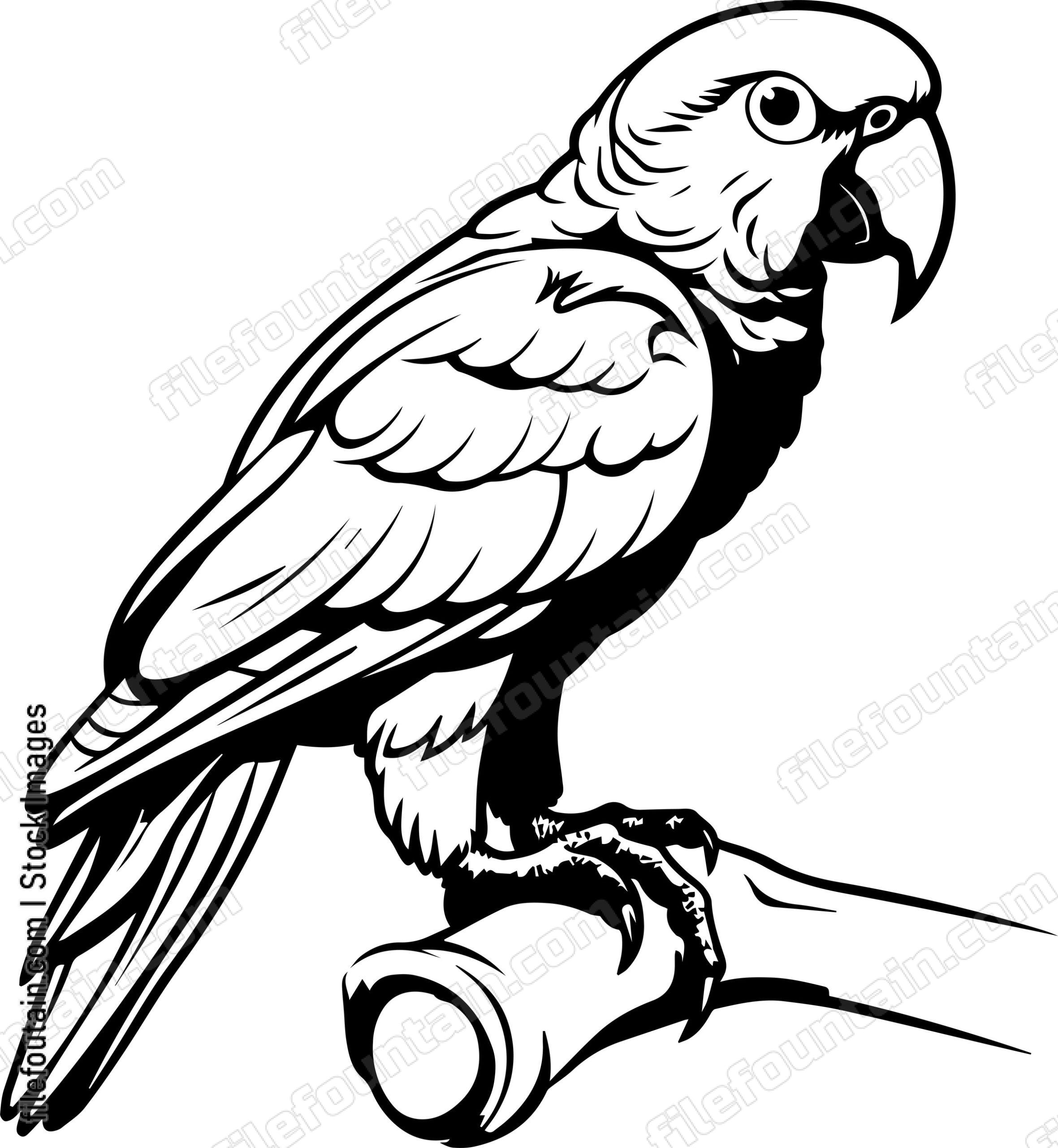 parrot