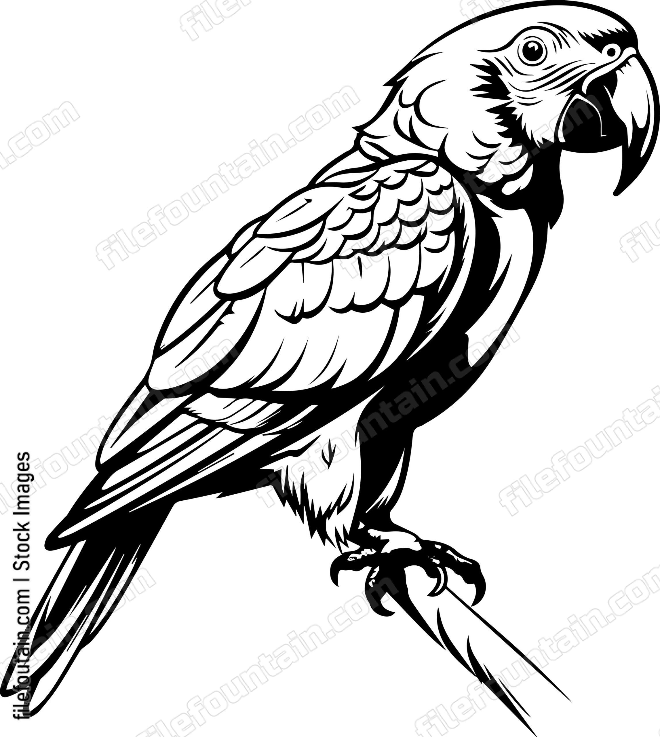 parrot