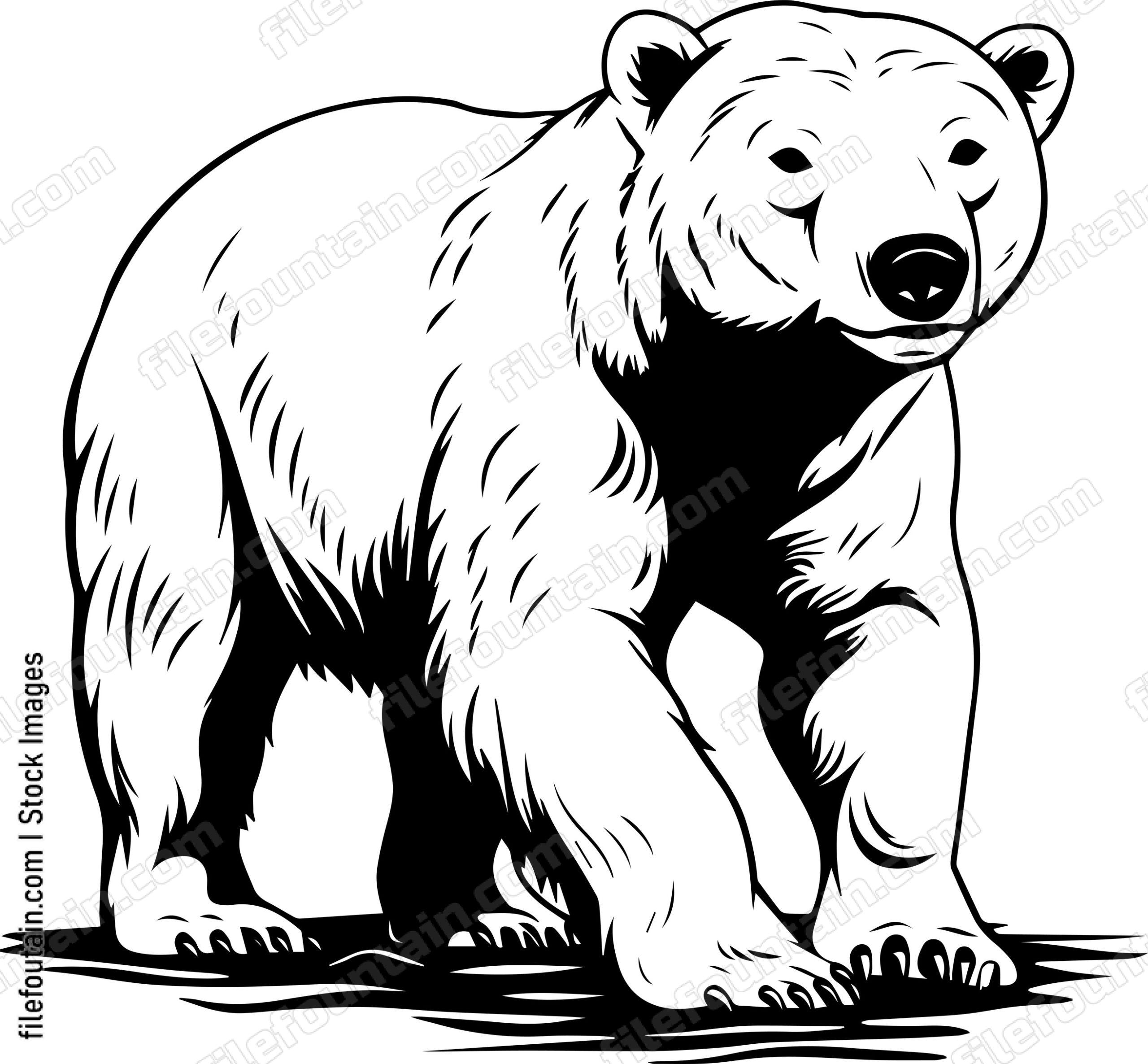 Polar Bear