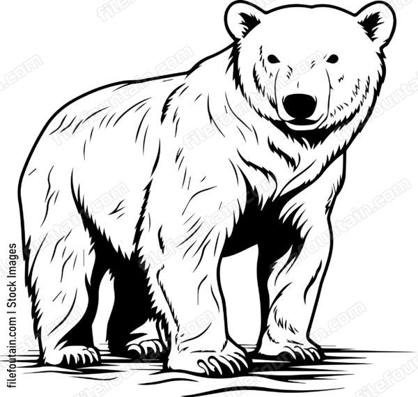 Polar Bear