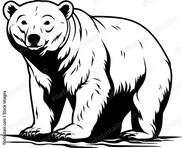 Polar Bear